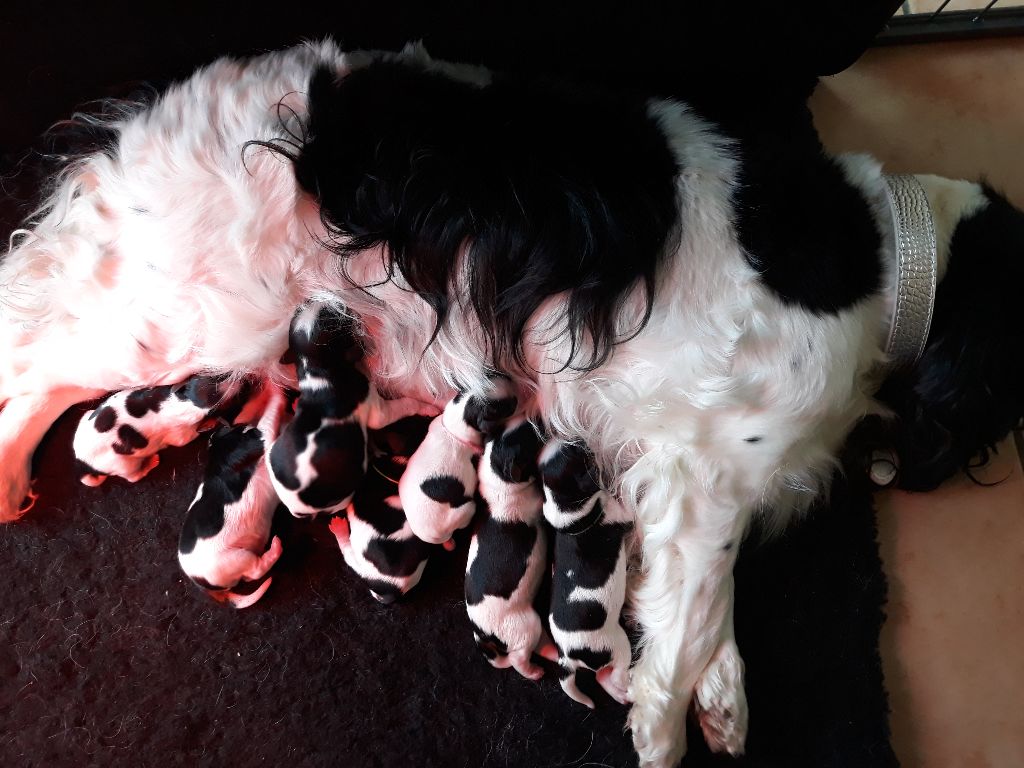 du Royaume des quatre vents - Cavalier King Charles Spaniel - Portée née le 08/01/2019