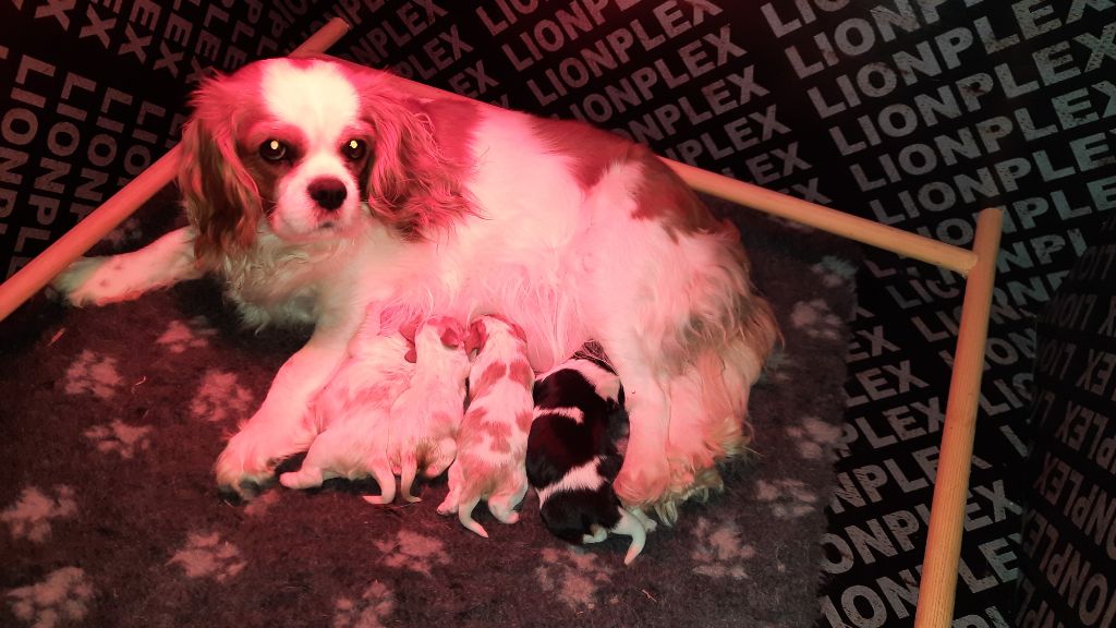 La cigogne est passée, les bébés sont nés le 02 Mai